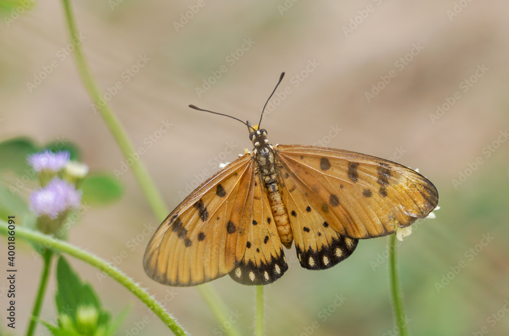 Obraz premium butterfly