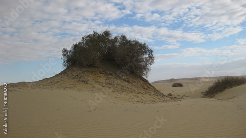 Veg  tation dans le desert   gyptien