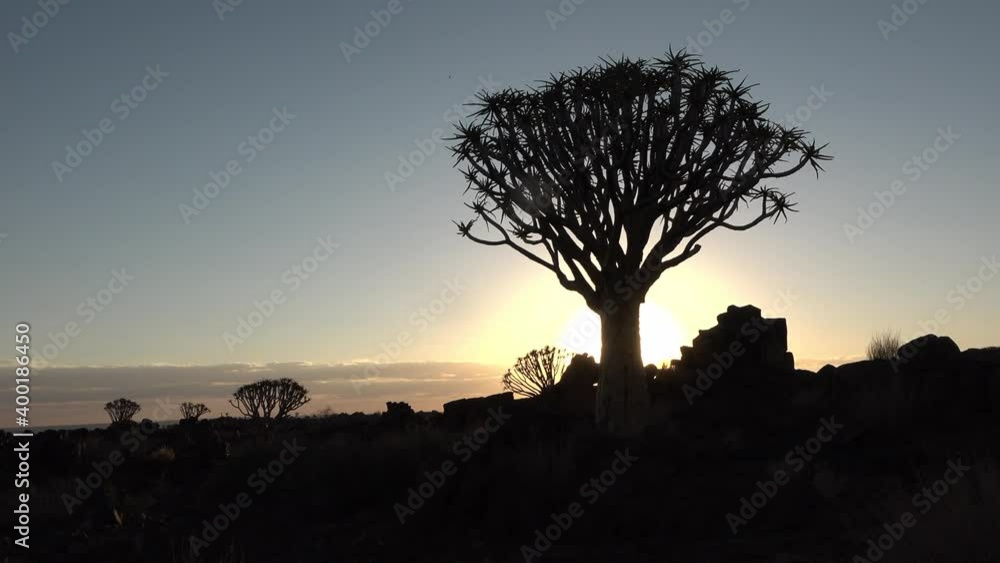 Namibia. Africa. Aloe tree. Colorful sunset Namibia. Africa. Aloe tree. Colorful sunset