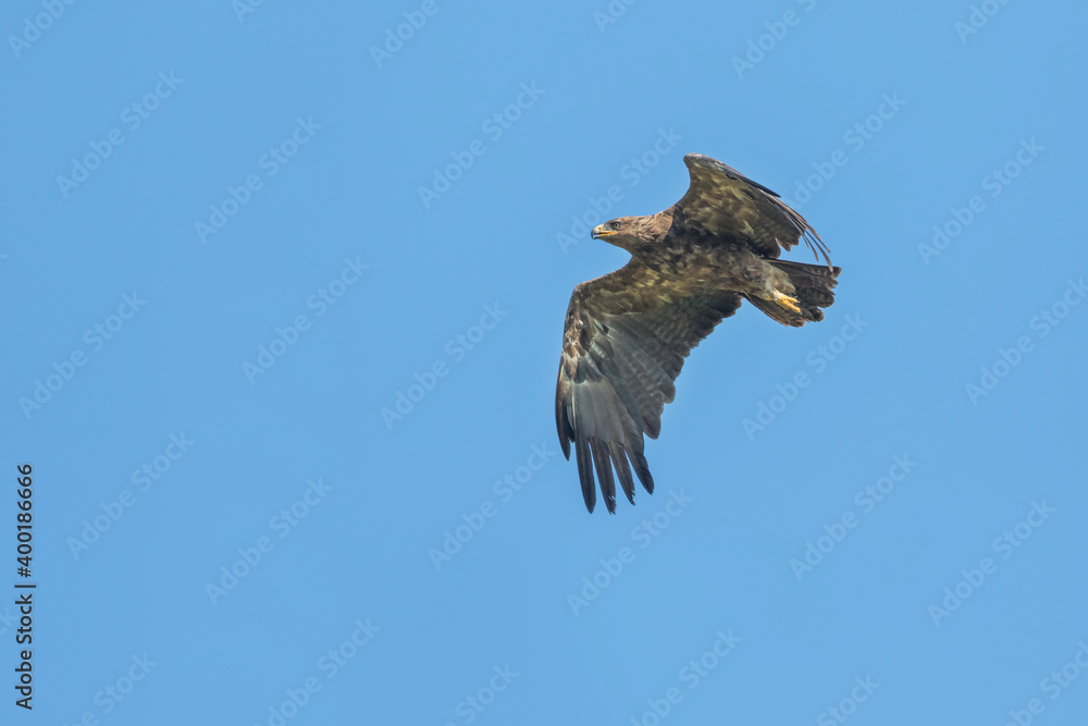 Fototapeta premium Lesser Spotted Eagle - Schreiadler - Clanga pomarina, Romania, adult