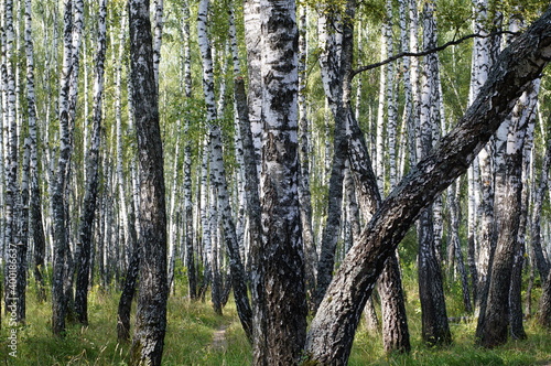 The beauty of forest landscapes.