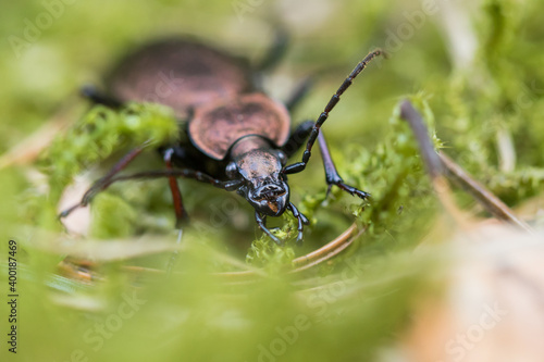 Wallpaper Mural Macro image of an insect in Germany Torontodigital.ca