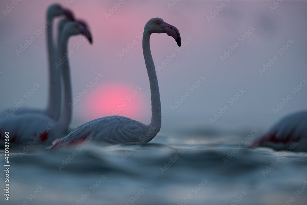 Fototapeta premium Greater Flamingos beautiful hue during surise at Asker coast of Bahrain
