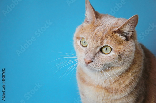 Portrait of the Red cat on a blue background
