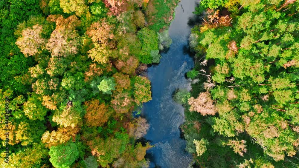 Top down view of river and autumn forest, Poland Top down view of river and autumn forest, Poland