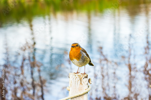 Friendly Robin perched in front of a lake in Bletchley Park photo
