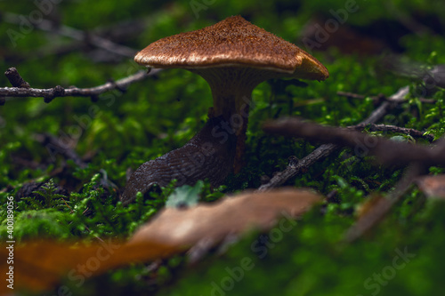 mushrooms in the undergrowth in winter