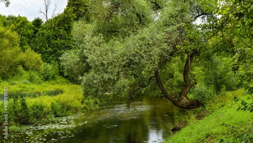 The beauty of forest landscapes with a river. photo