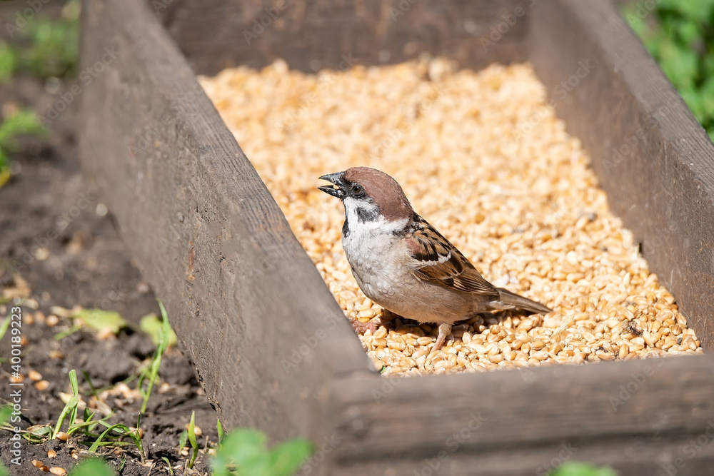 Naklejka premium young sparrow on branch..