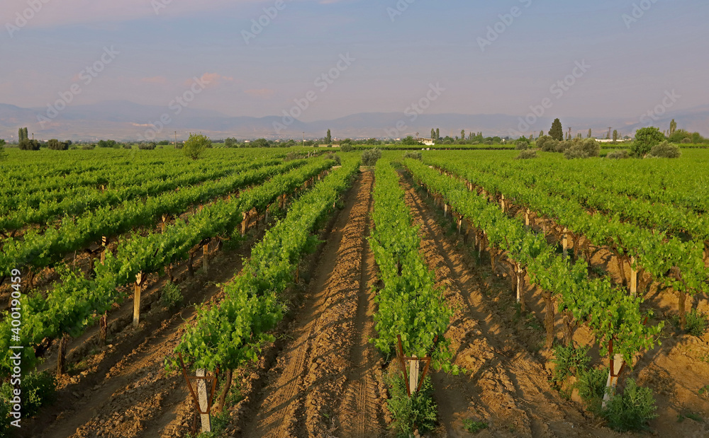 Turkey - Springtime vineyards in the Manisa plain.