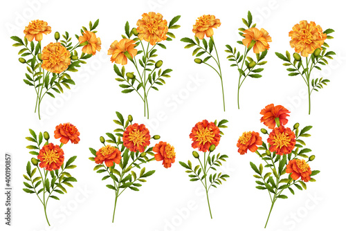 Set of Marigold Flowers photo