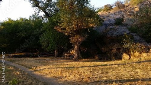 autumn in the forest