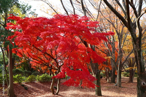 真紅　砧公園 photo