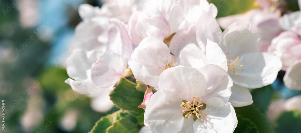 Spring or summer festive blooming with white flowers fruit tree branches against baby blue sky with sun light flares and bokeh. Fresh floral background banner with copy space Spring or summer festive blooming with white flowers fruit tree branches against baby blue sky with sun light flares and bokeh. Fresh floral background banner with copy space