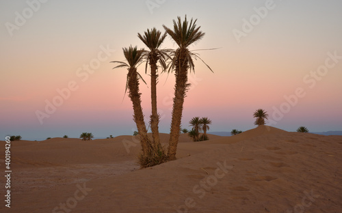 Palmen in der Wüste im Morgengrauen