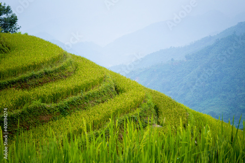 Fototapeta Naklejka Na Ścianę i Meble -  Beautiful view of Rice terrace and houses at Hoang Su Phi. Viewpoint in Hoang Su Phi district, Ha Giang province, Vietnam