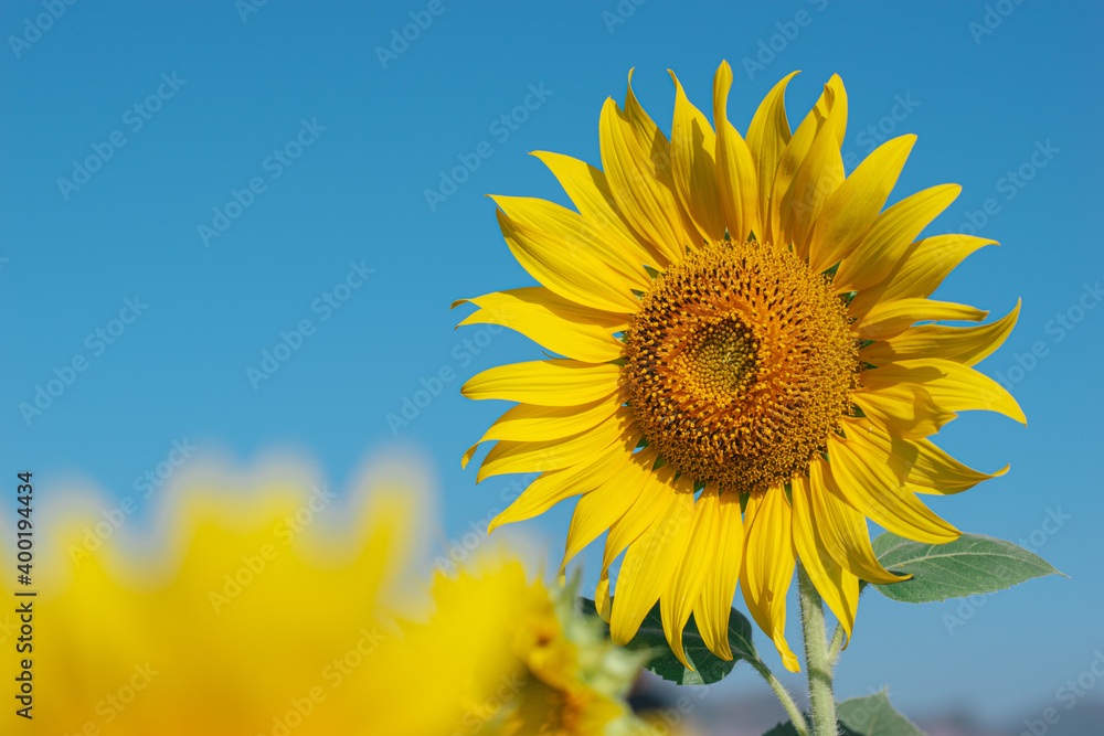 Sunflower in the field with daylight and vivid blue sky, Sunflowers also a popular economic crop to bring seeds to be consumed Including the extraction of sunflower oil, popular among health lovers. Sunflower in the field with daylight and vivid blue sky, Sunflowers also a popular economic crop to bring seeds to be consumed Including the extraction of sunflower oil, popular among health lovers.