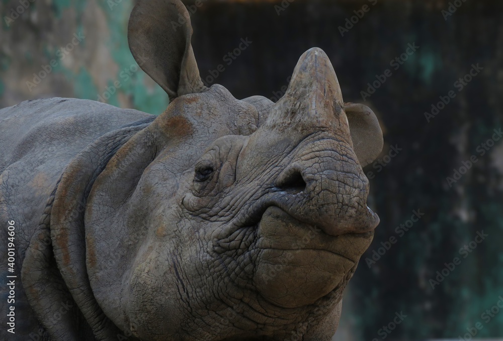 Fototapeta premium close up of a Rhinoceros, great details of a Rhinoceros commonly abbreviated to rhino.