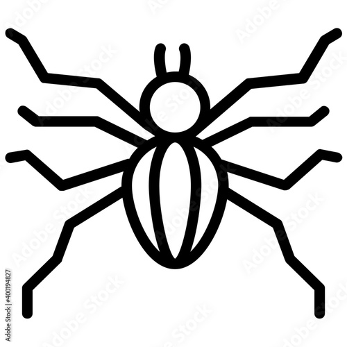 Cellar spider 