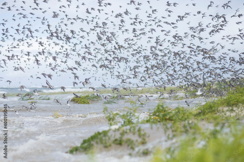 Dunlin - Alpenstrandläufer - Calidris alpina, Germany (Hamburg), at high-tide roost with Sanderling and Red Knot Dunlin - Alpenstrandläufer - Calidris alpina, Germany (Hamburg), at high-tide roost with Sanderling and Red Knot