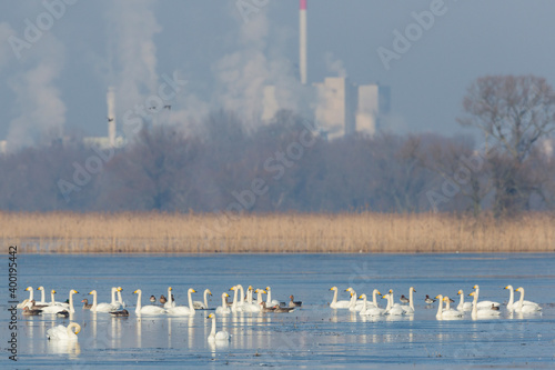Whooper Swan - Singschwan - Cygnus cygnus, Germany (Brandenburg), winter flock of adult birds