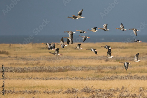 Greylag Goose - Graugans - Anser anser ssp. anser, Germany (Niedersachsen), migrating