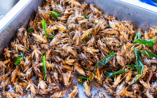 Insect food deep-fried from Thailand Asia