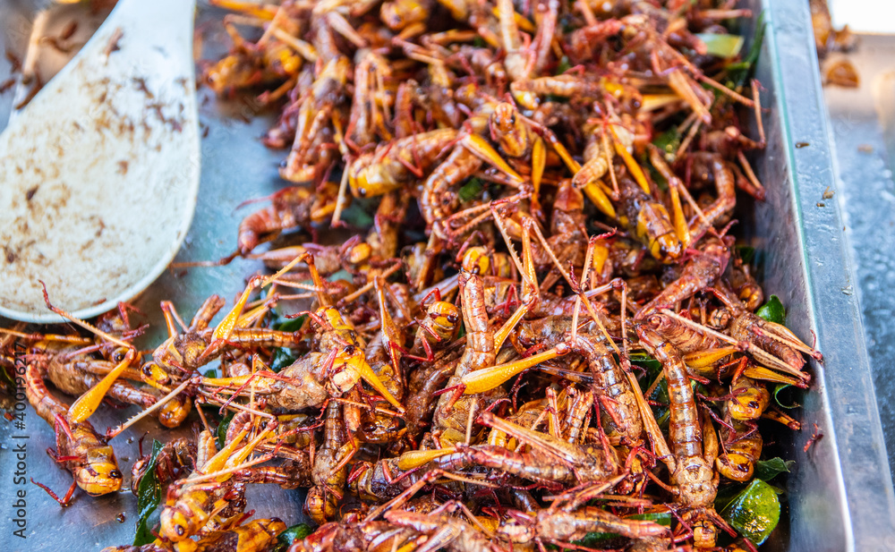 Insect food deep-fried from Thailand Asia Insect food deep-fried from Thailand Asia