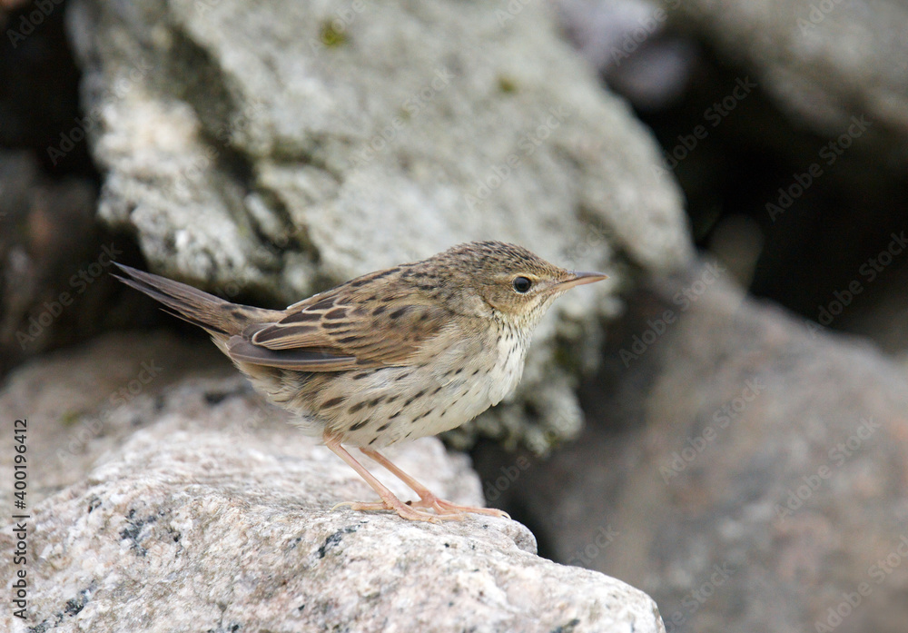 Lanceolated Warbler, Locustella lanceolata Lanceolated Warbler, Locustella lanceolata