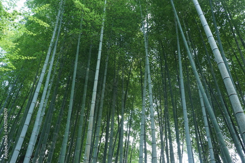 Shuzenji bamboo forest in Shizuoka prefecture, Japan - 竹林の小径 静岡県 伊豆市 修善寺 日本 