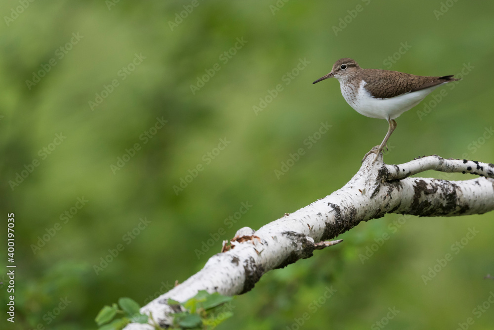 Common Sandpiper - Flussuferläufer - Actitis hypoleucos, Russia (Irkutsk), adult, breeding plumage Common Sandpiper - Flussuferläufer - Actitis hypoleucos, Russia (Irkutsk), adult, breeding plumage