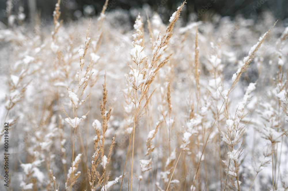 Fototapeta premium Frozen spikelets on a snowy winter wheat field
