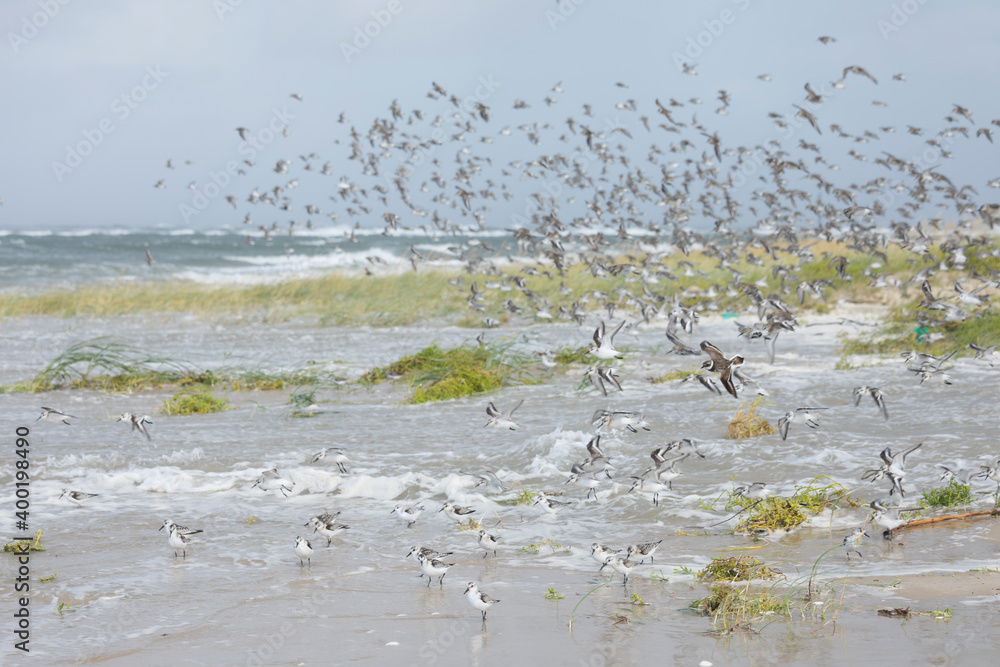 Sanderling - Sanderling - Calidris alba, Germany (Hamburg), at high-tide roost Sanderling - Sanderling - Calidris alba, Germany (Hamburg), at high-tide roost