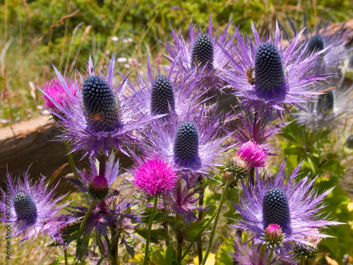 eryngium alpinum photo