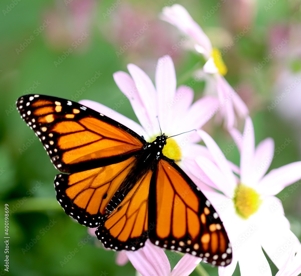 monarch butterfly on flower monarch butterfly on flower