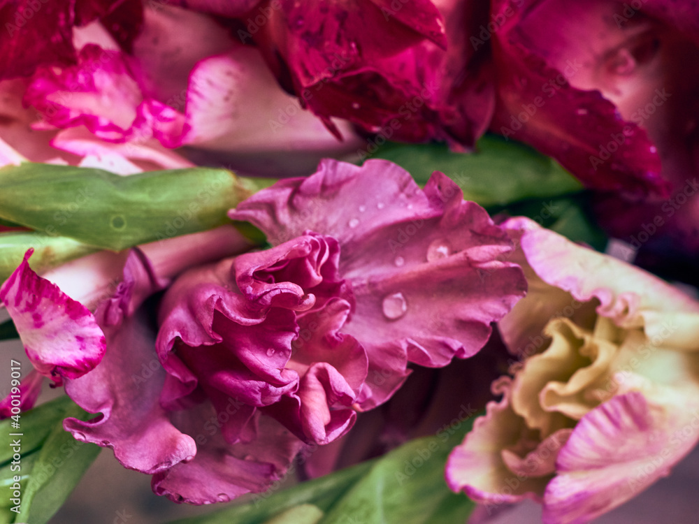Bunch of colorful Gladiolus flowers Bunch of colorful Gladiolus flowers