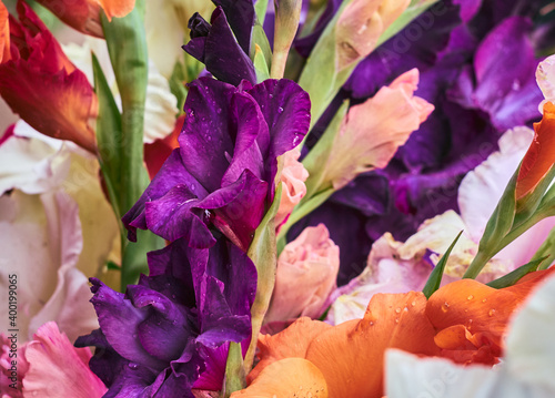 Bunch of colorful Gladiolus flowers