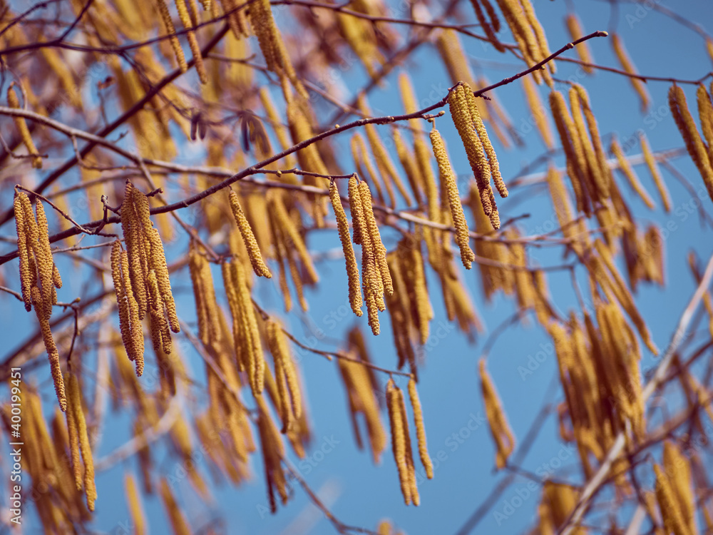 Fototapeta premium Spring flowers catkins of Common hazel.