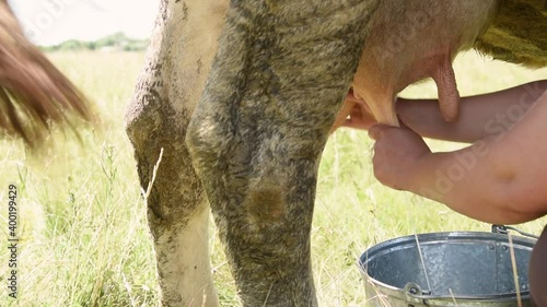 Milkmaid milks a cow in a meadow on a sunny day in the village
