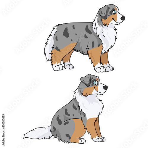 Cute cartoon Australian Shepherd dog vector clipart. Pedigree farm puppy for kennel club. Purebred domestic sheepdog dog training for pet parlor illustration mascot. isolated canine breed.