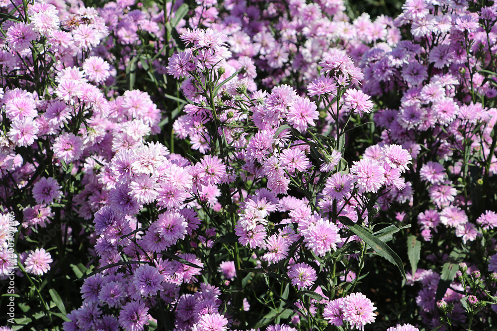 Fototapeta premium View of verbena flowers in the garden. pink flowers