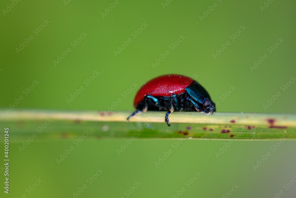 Fototapeta premium Closeup of small red insect red beetle bug close up. Chrysomela in a garden in a sunny day. details in nature. macro insect