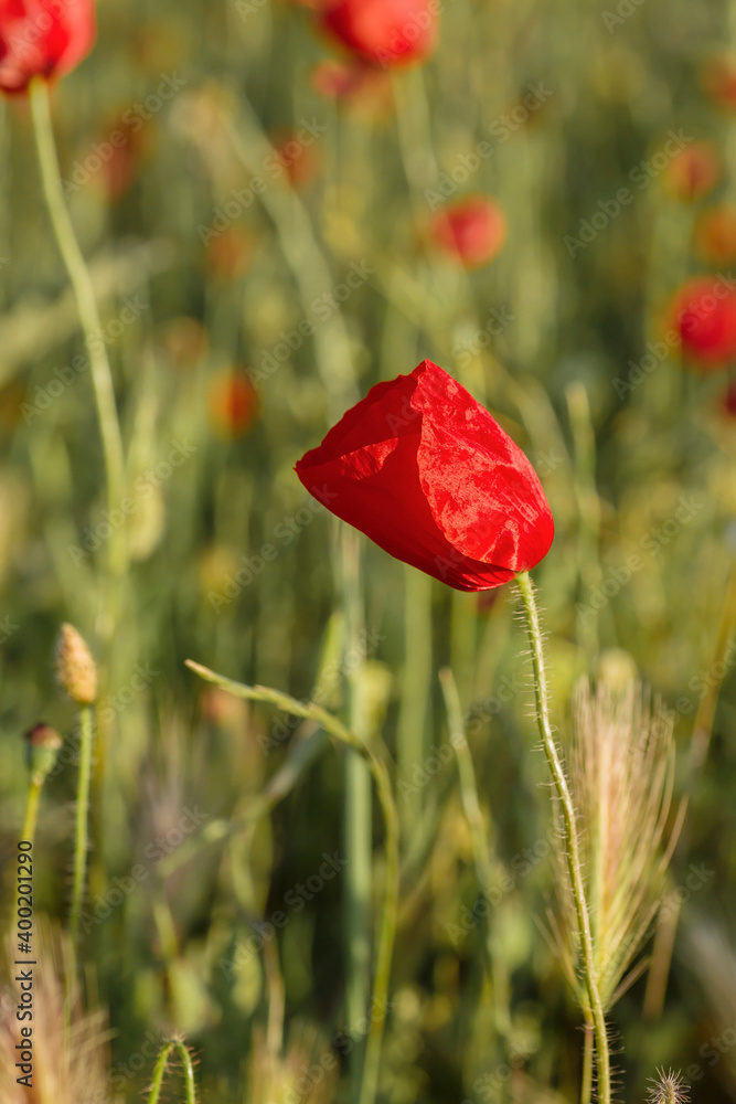 Red poppy