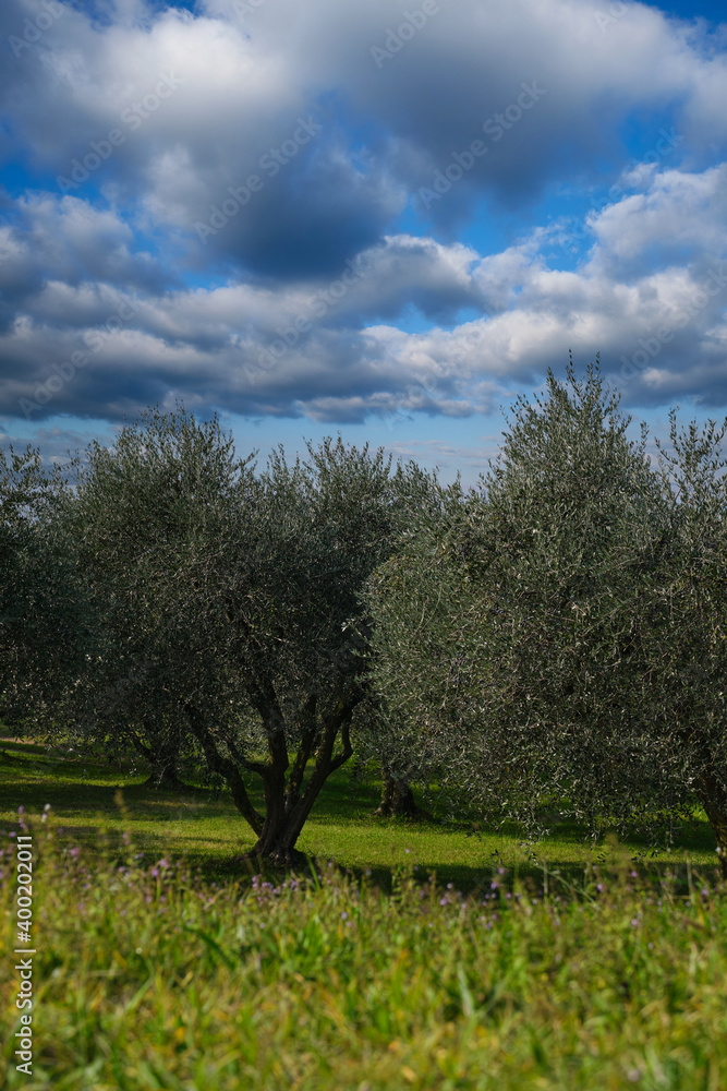 Traditional plantation of olive trees in Italy. Trees in a row. Ripe olive plantations. Plantation of vegetable trees. Clouds in the blue sky. The rays of the sun through the trees. Fruit tree garden.