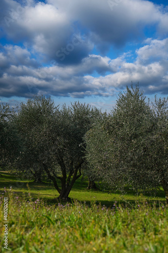 Traditional plantation of olive trees in Italy. Trees in a row. Ripe olive plantations. Plantation of vegetable trees. Clouds in the blue sky. The rays of the sun through the trees. Fruit tree garden.