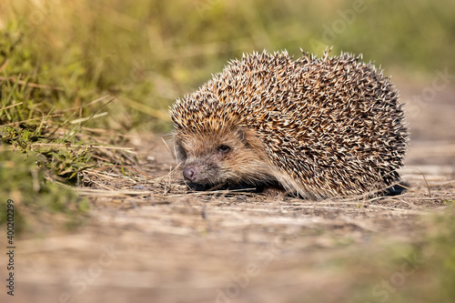 hedgehog on the grass..