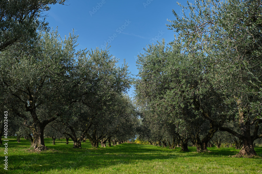 Traditional plantation of olive trees in Italy. Trees in a row. Ripe olive plantations. The rays of the sun through the trees. Plantation of vegetable trees. Olive tree plantation.