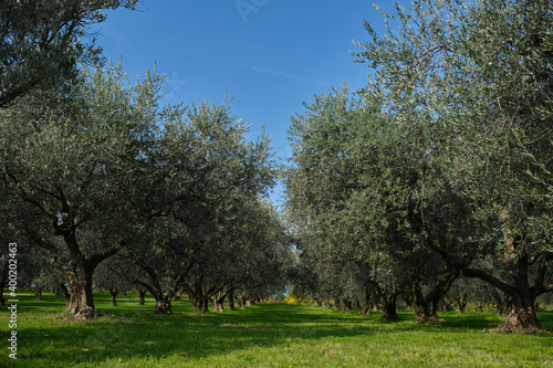 Traditional plantation of olive trees in Italy. Trees in a row. Ripe olive plantations. The rays of the sun through the trees. Plantation of vegetable trees. Olive tree plantation.
