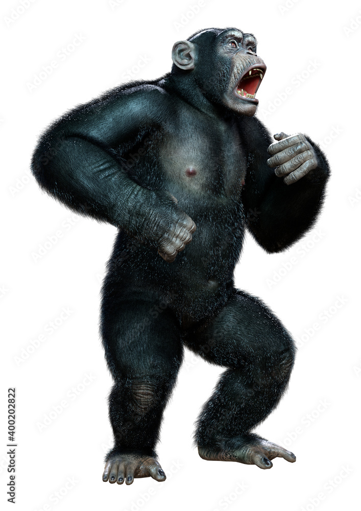 3D Rendering Chimpanzee on White 3D Rendering Chimpanzee on White