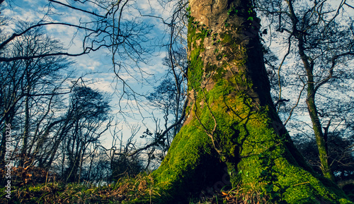 Mighty roots of a majestic old beech tree in a deciduous forest with beautiful light